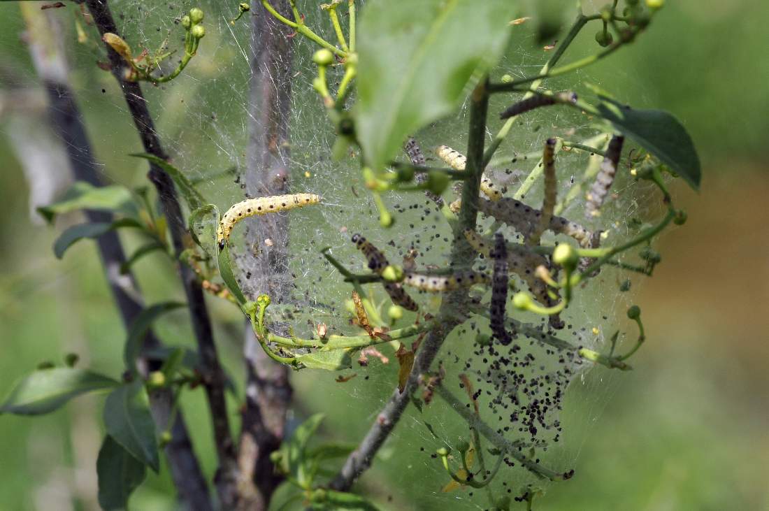 Yponomeuta evonymella bruco